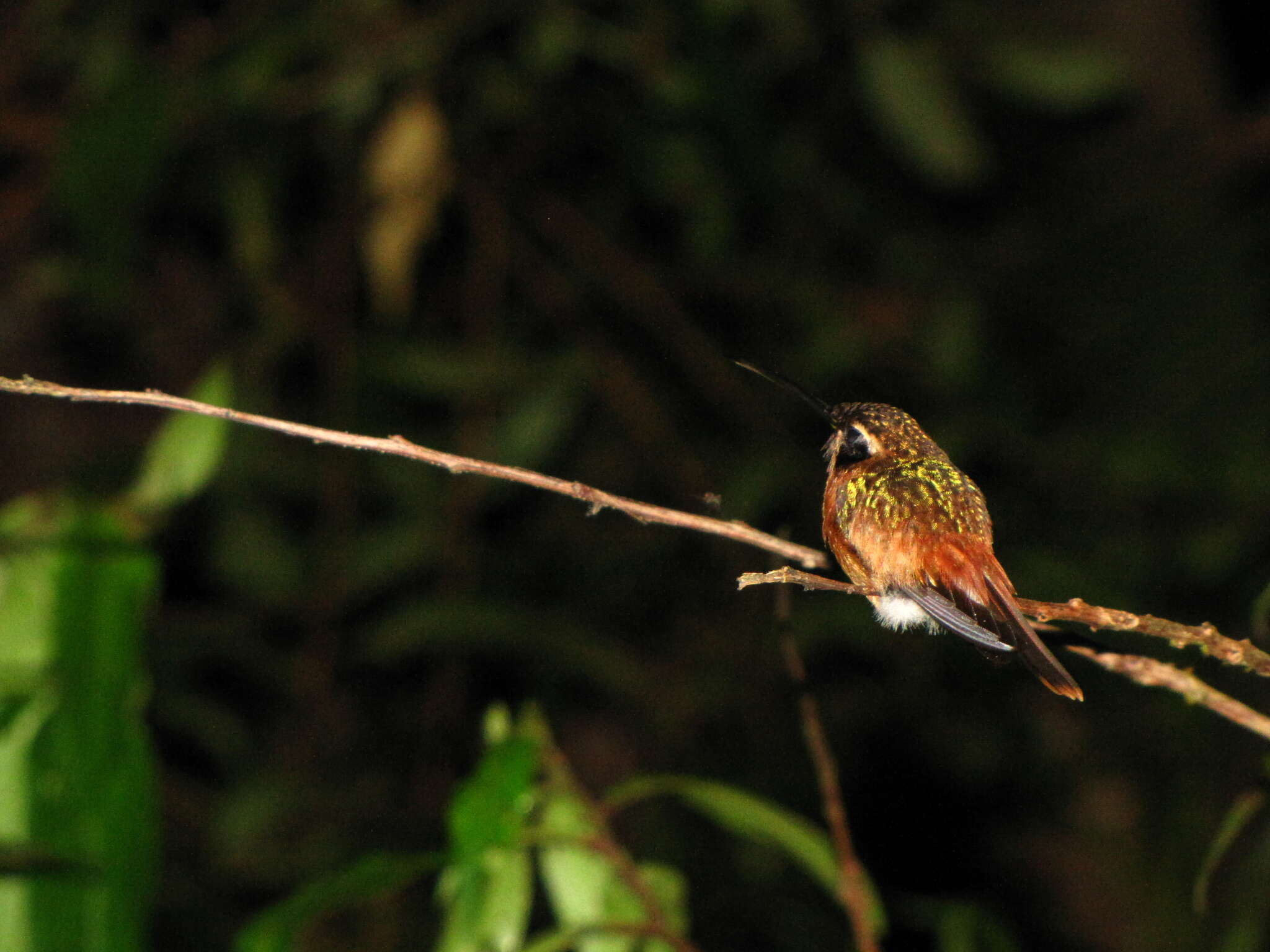 Phaethornis ruber (Linnaeus 1758) resmi