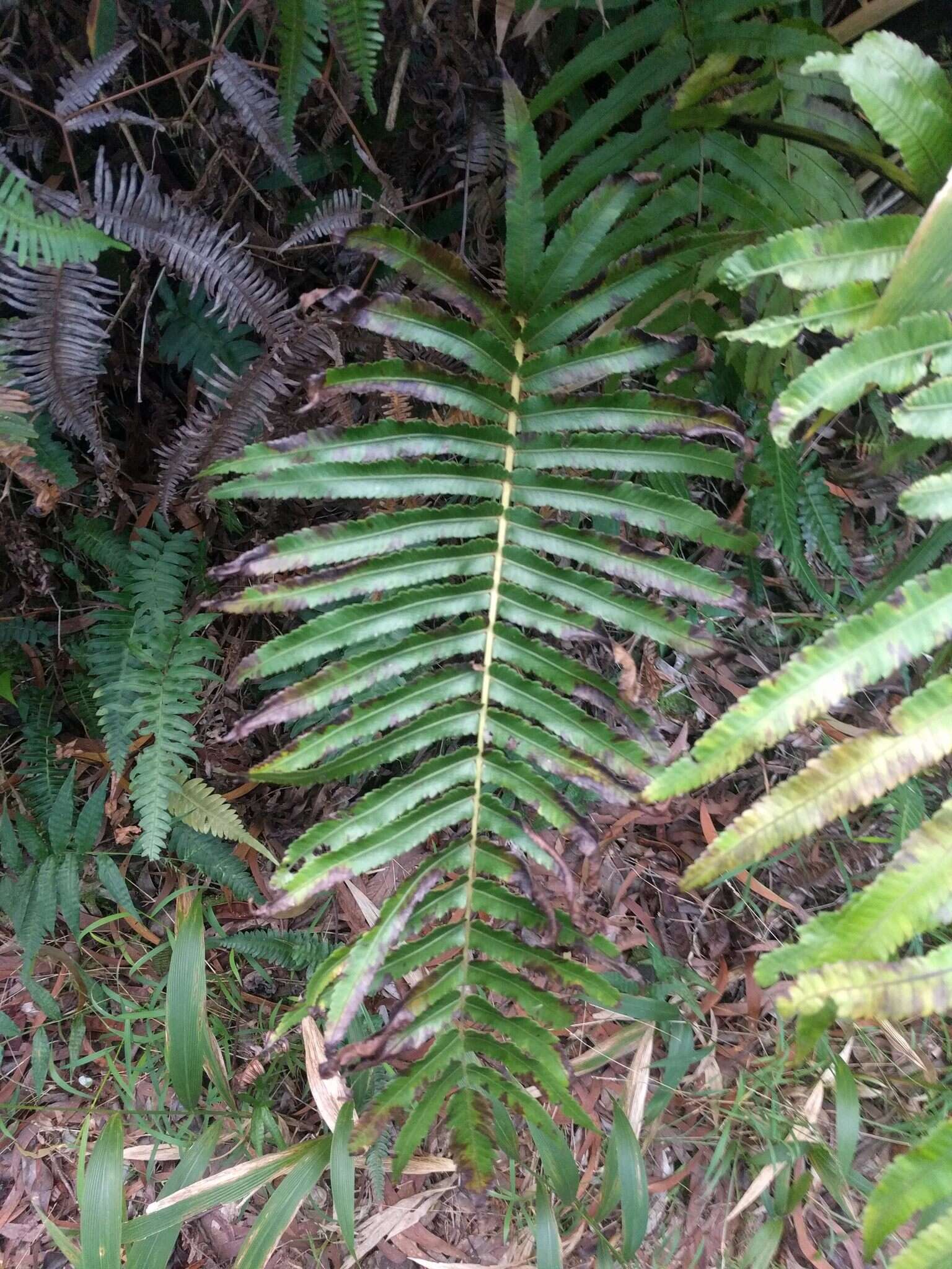 Image of Menisciopsis cyatheoides (Kaulf.) S. E. Fawc. & A. R. Sm.