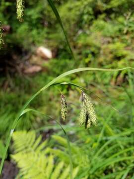 Imagem de Carex mertensii J. D. Prescott ex Bong.