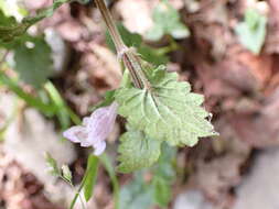 Image of Glechoma grandis (A. Gray) Kuprian.