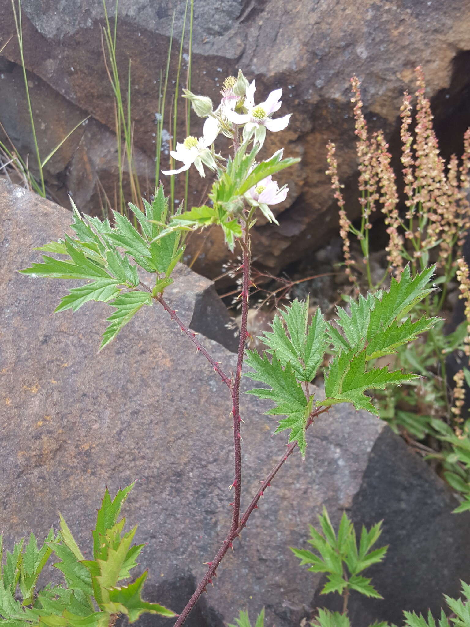 Image of cut-leaved bramble