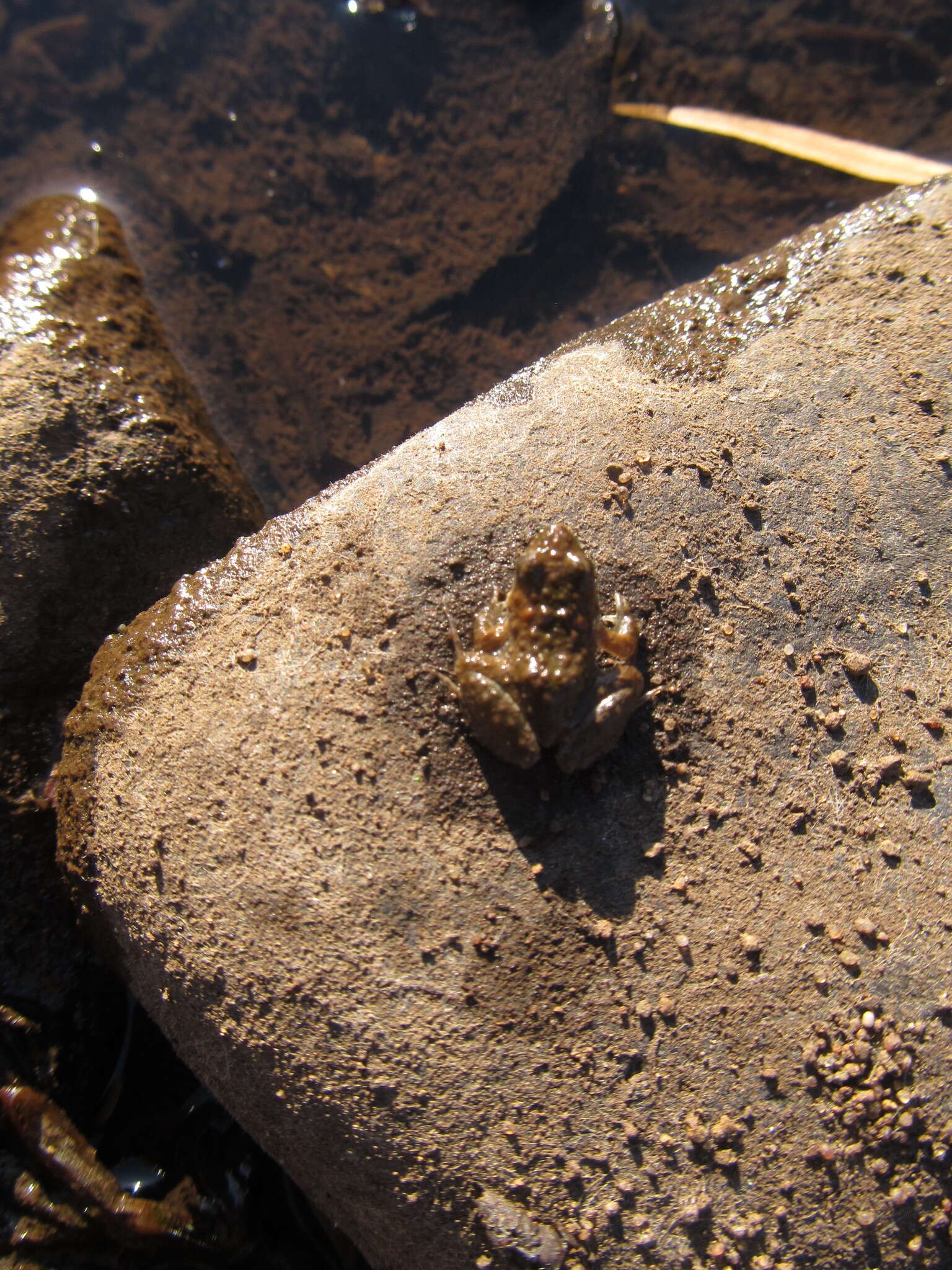 Image of Hensel’s Swamp Frog