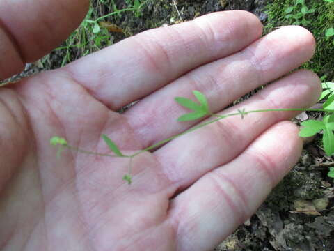 Image of delicate buttercup