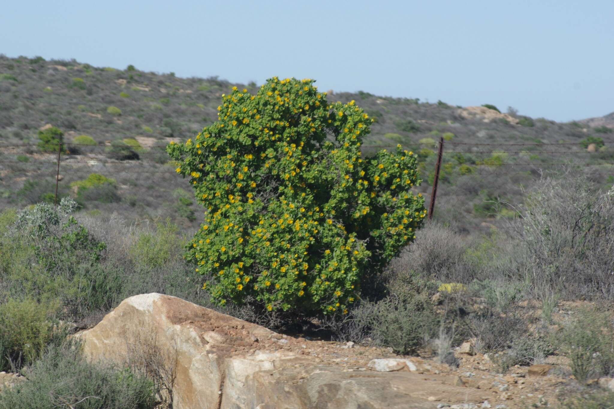 Image of Didelta spinosa (L. fil.) Ait.