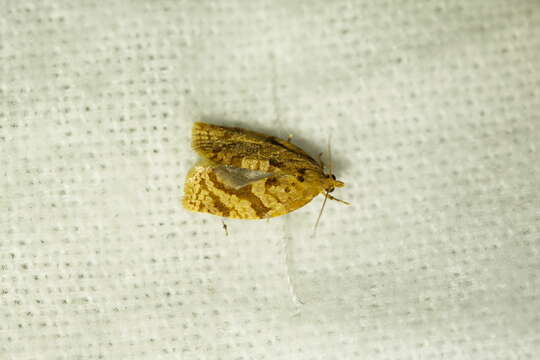 Image of summer fruit tortrix