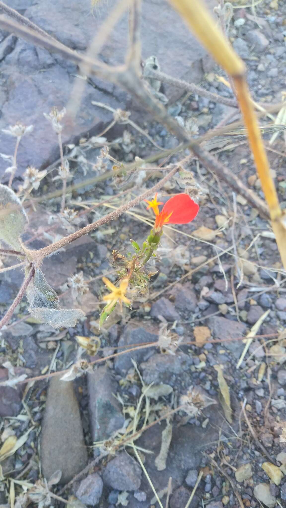 Image of Adenophyllum glandulosum (Cav.) J. L. Strother