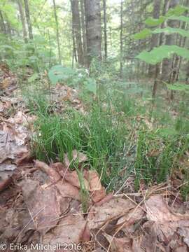 Image of Delicate Horsetail