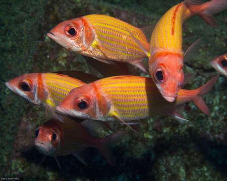 Image of Goldlined squirrelfish