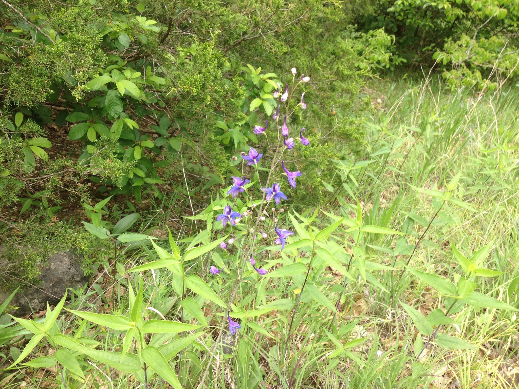 Image of glade larkspur