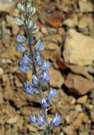 Image of bluebonnet lupine