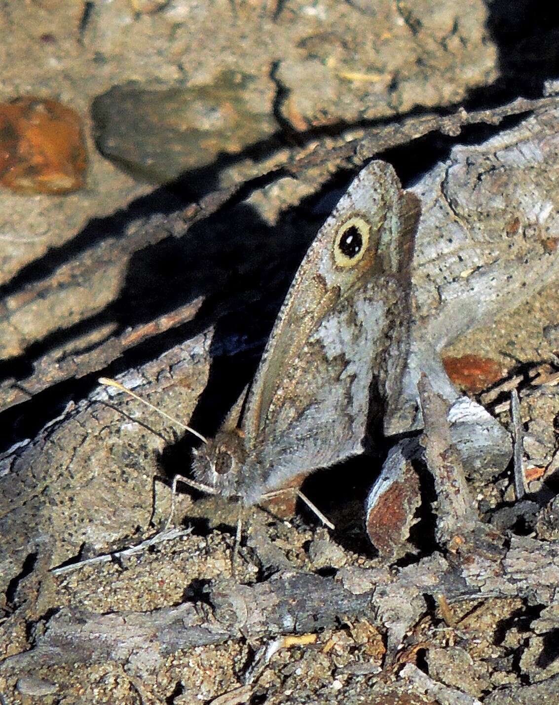 Imagem de Pampasatyrus yacantoensis Köhler 1939