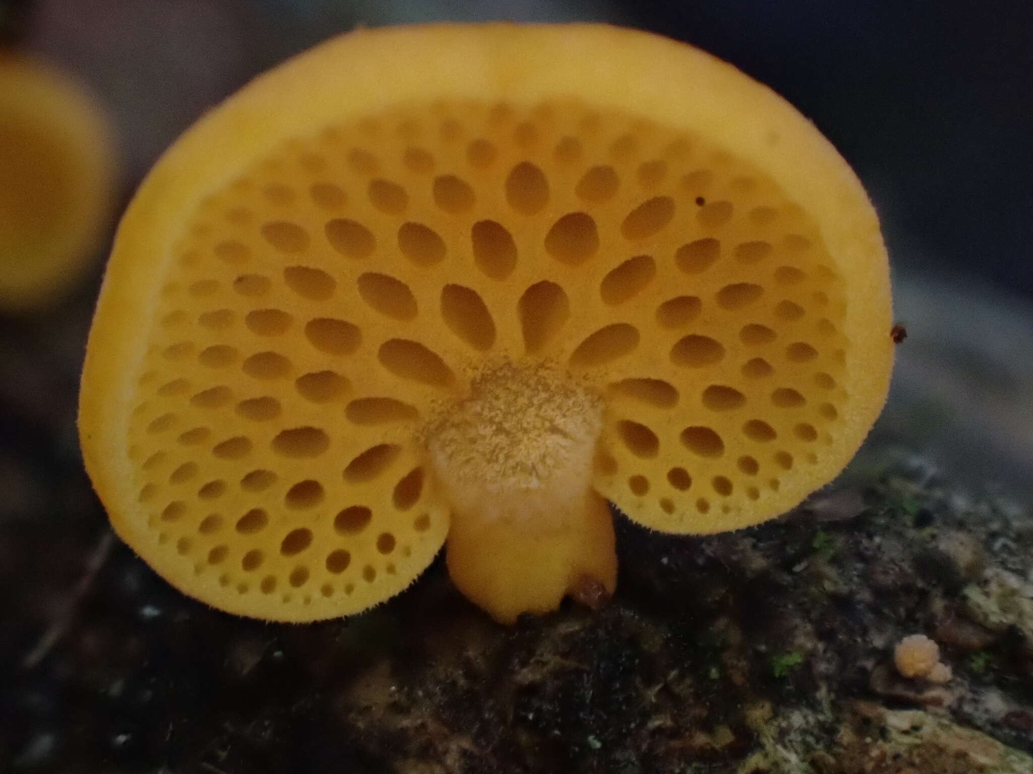 Image of orange pore fungus