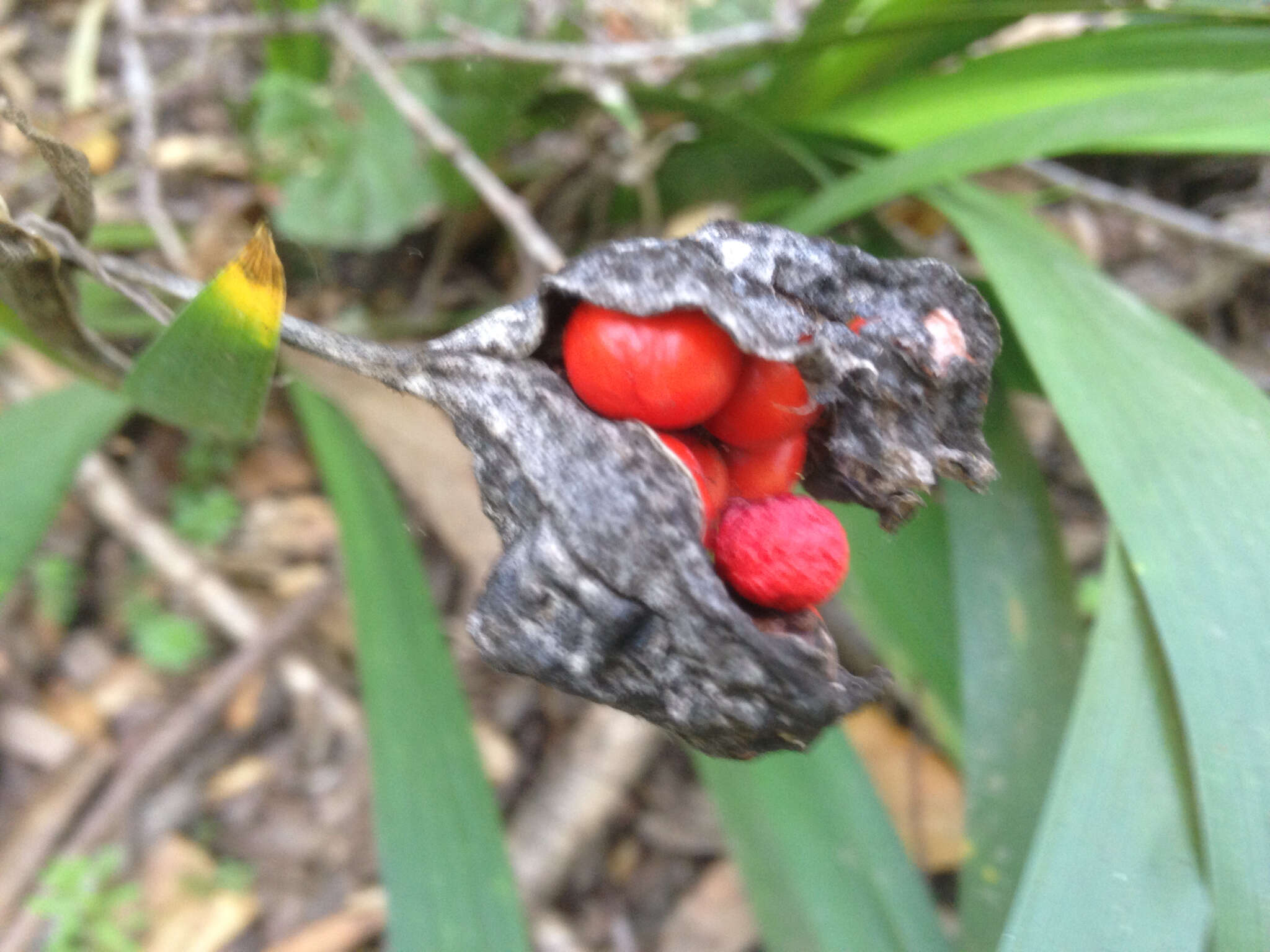 Image of stinking iris