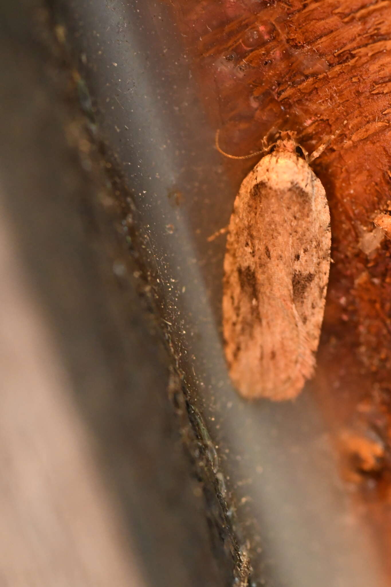 Image of Agonopterix argillacea Walsingham 1881