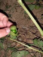 Physalis philadelphica subsp. ixocarpa (Brot. ex Hornem.) Sobr.-Vesp. & Sanz-Elorza resmi