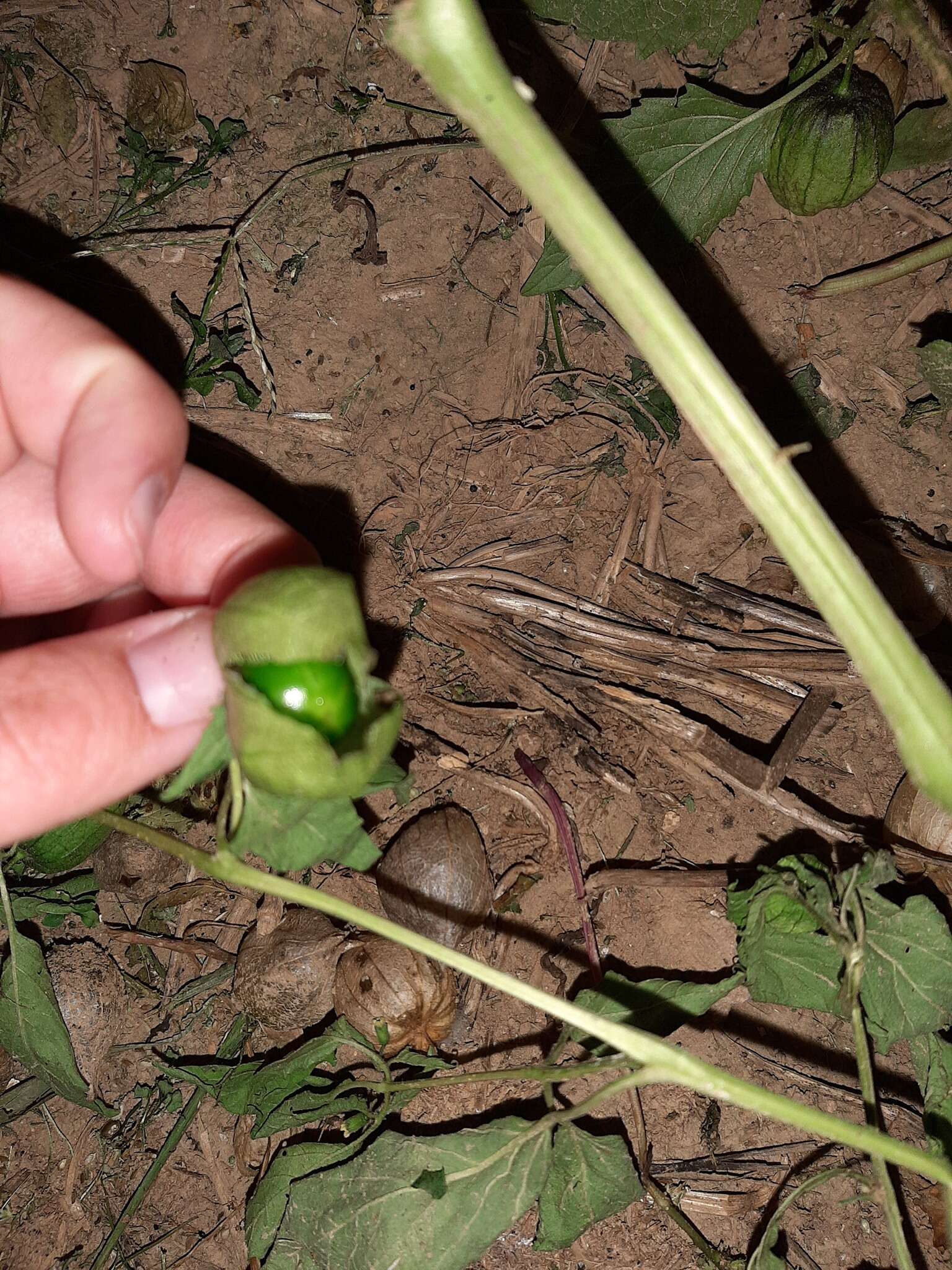 Imagem de Physalis philadelphica subsp. ixocarpa (Brot. ex Hornem.) Sobr.-Vesp. & Sanz-Elorza