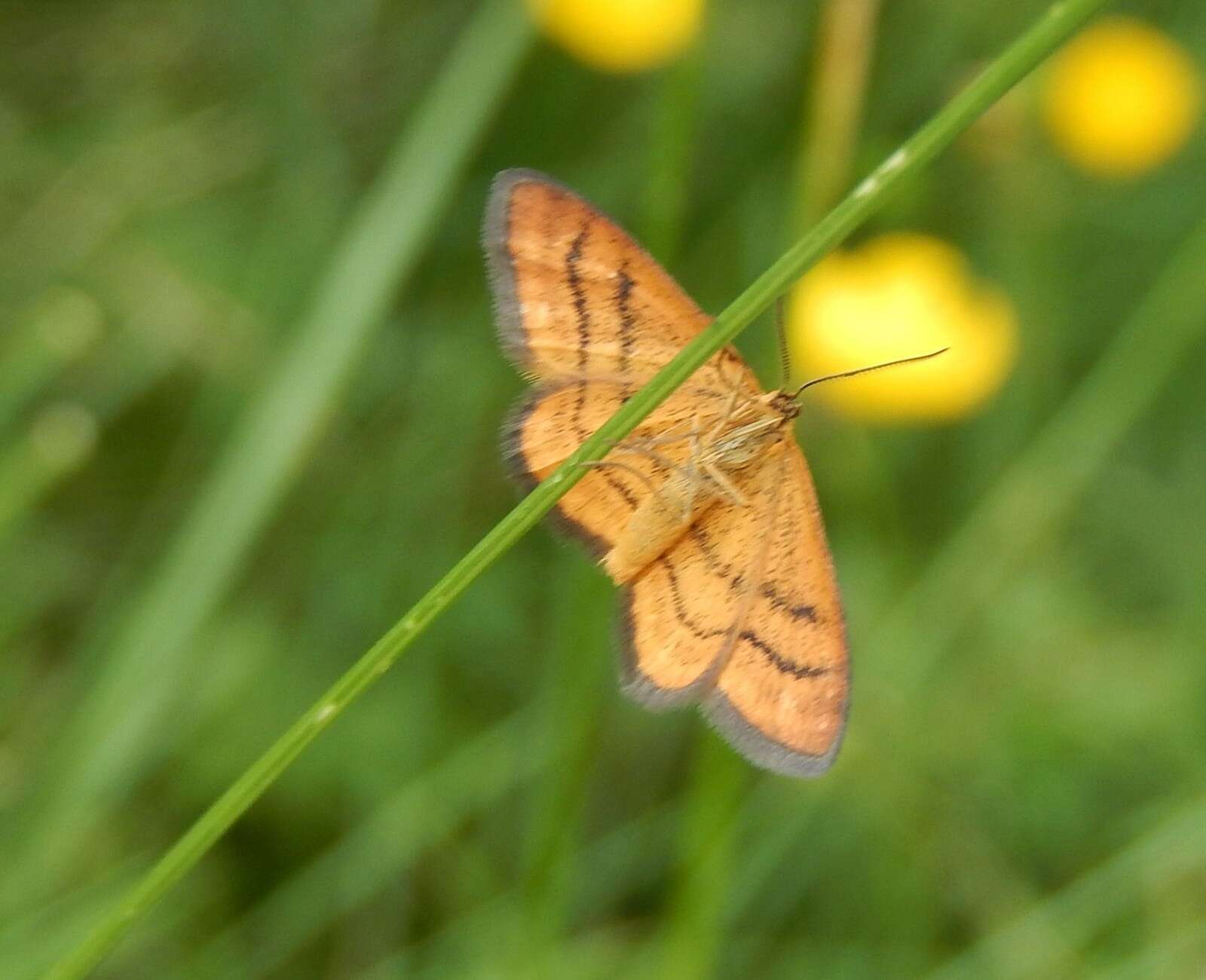 Image of Idaea flaveolaria