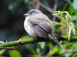 Image of Rusty-breasted Nunlet