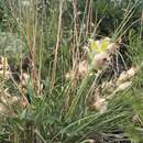 Cymbaria daurica L. resmi