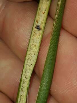 Image of Juncus australis J. D. Hook.