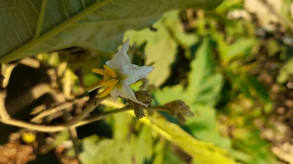 Solanum albidum Dun.的圖片