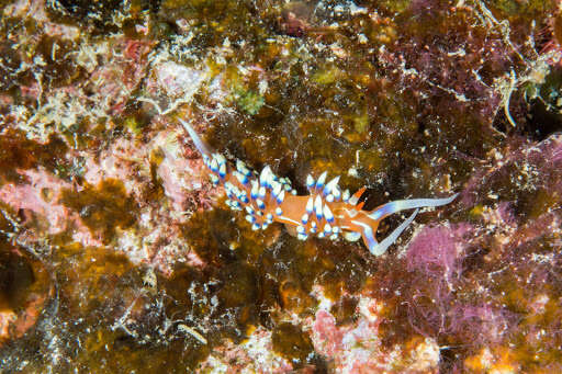 Image of White tipped red and white slug