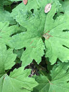 Image of arctic sweet coltsfoot