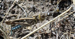 Image of Blue-legged Grasshopper