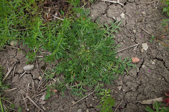 Image of Creeping Watercress