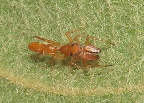 Image of Myrmarachne ichneumon (Simon 1886)