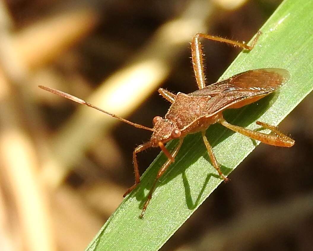 Image of Burtinus notatipennis (Stål 1860)