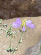 Image of Fagonia glutinosa Del.