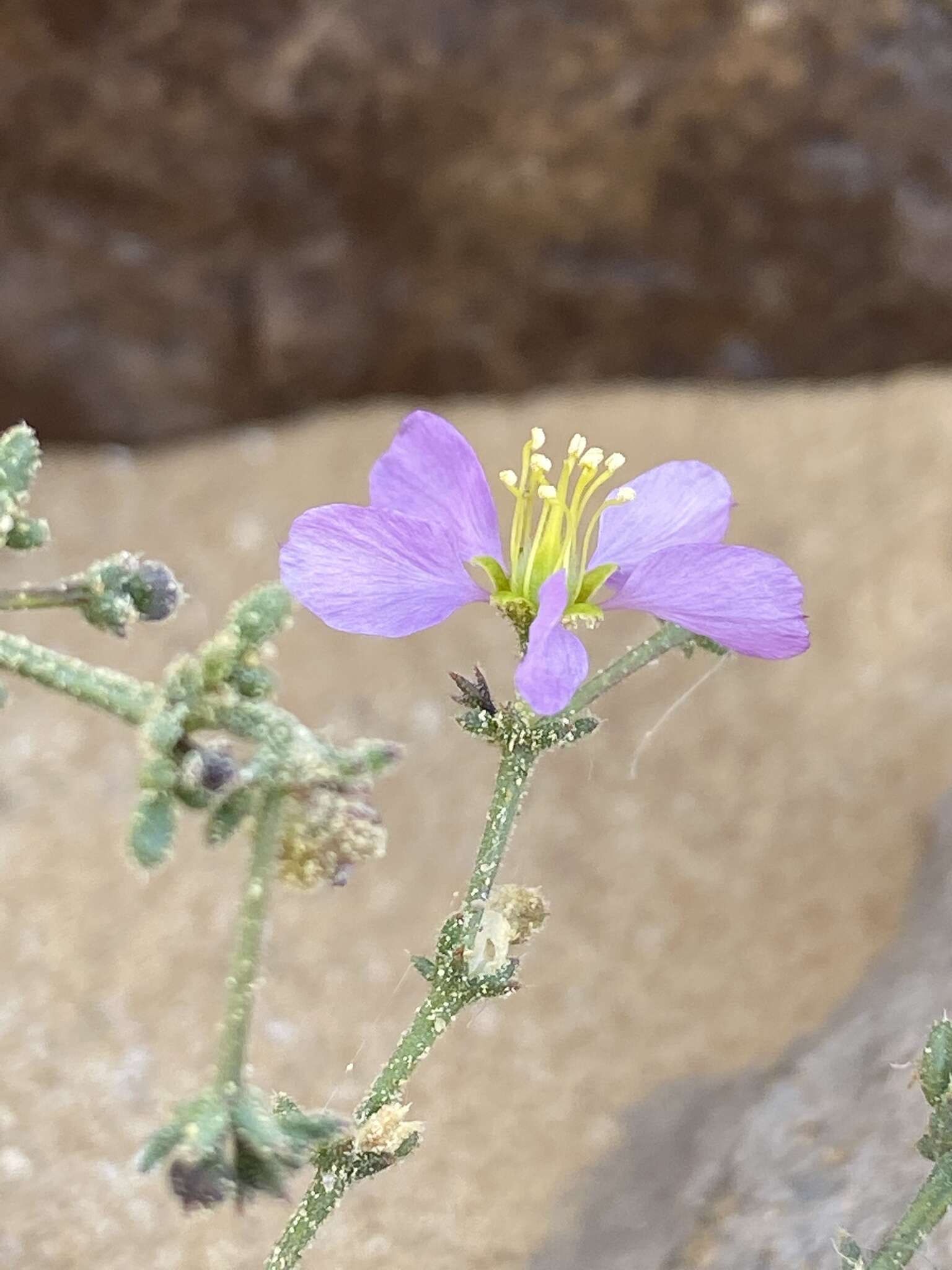 Image of Fagonia glutinosa Del.