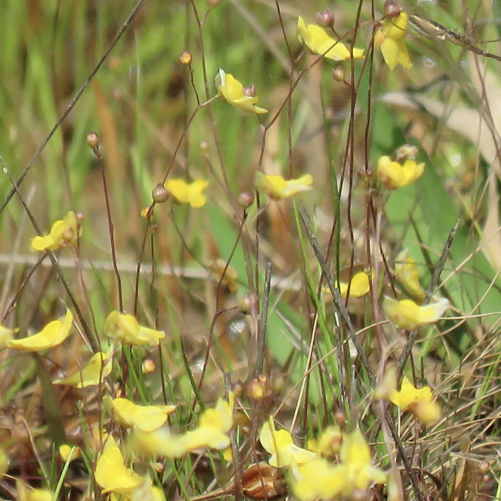 Image of Zigzag bladderwort