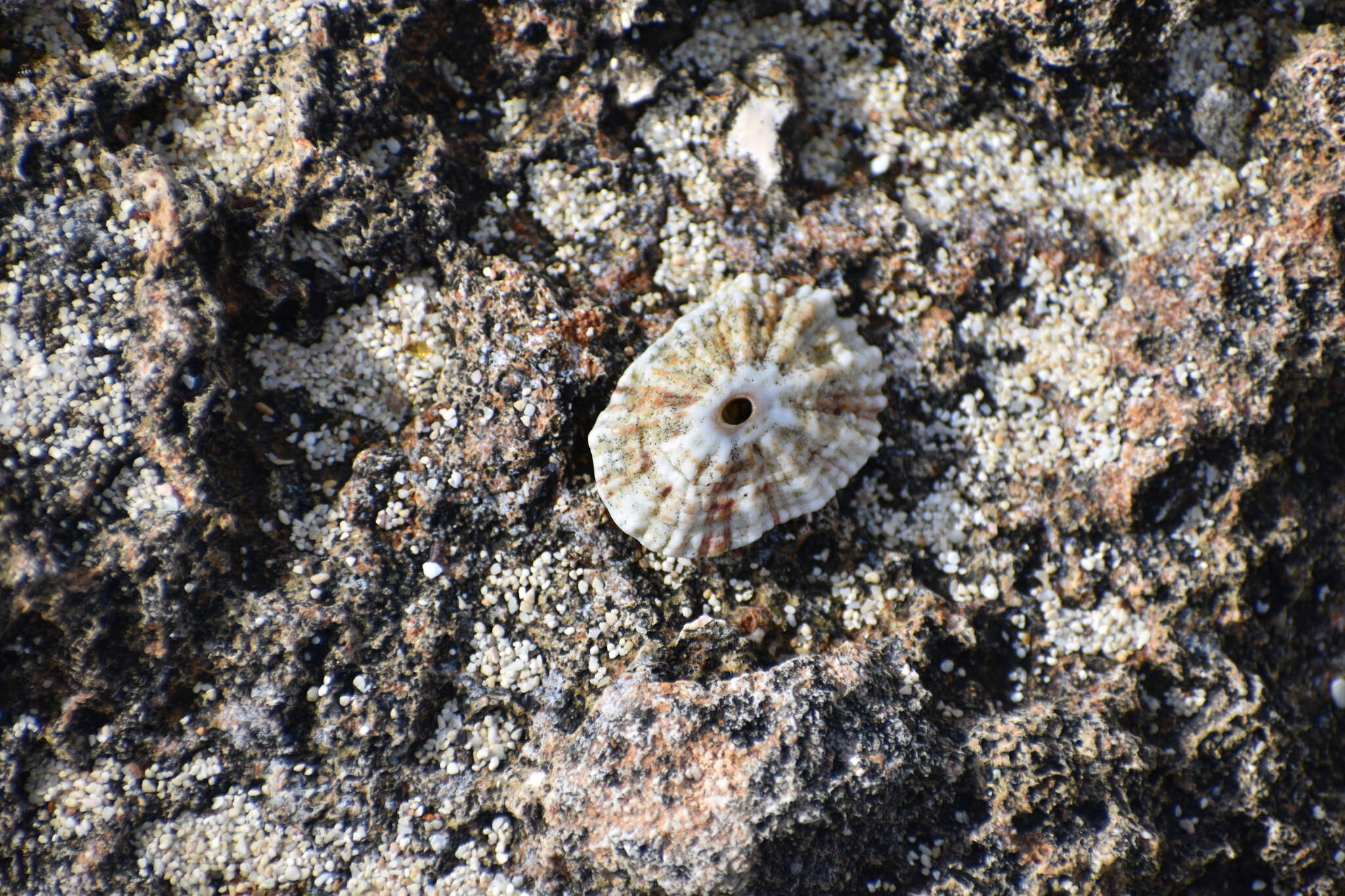 Image of Barbados key-hole limpet