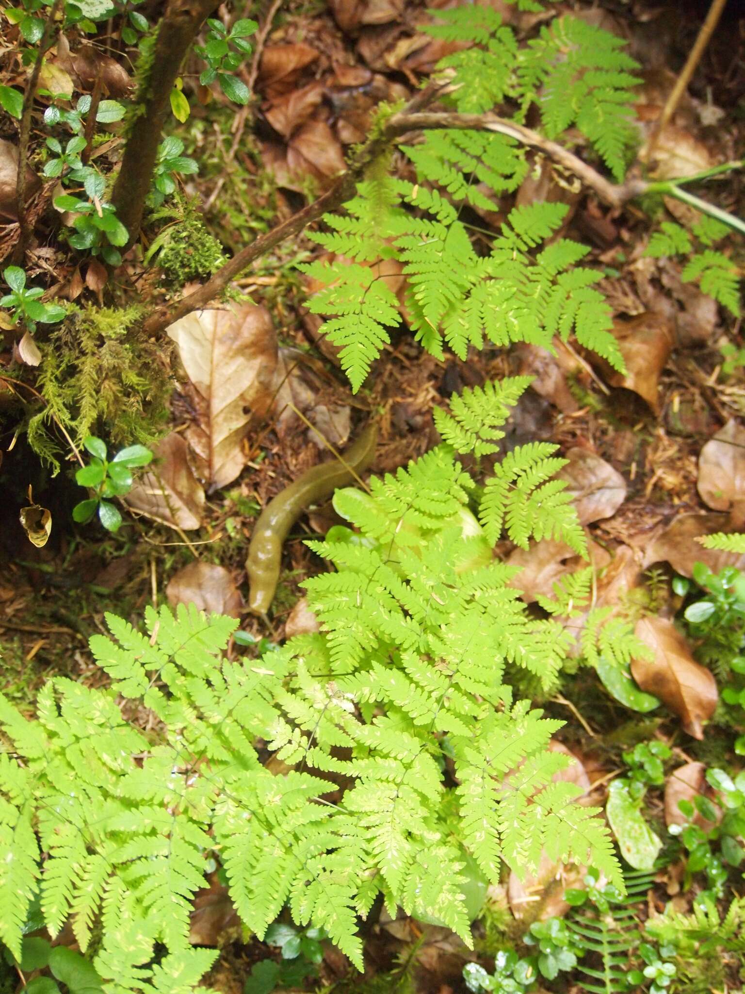 Image of Pacific oak-fern