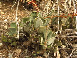 Sivun Adromischus triflorus (L. fil.) Berger kuva