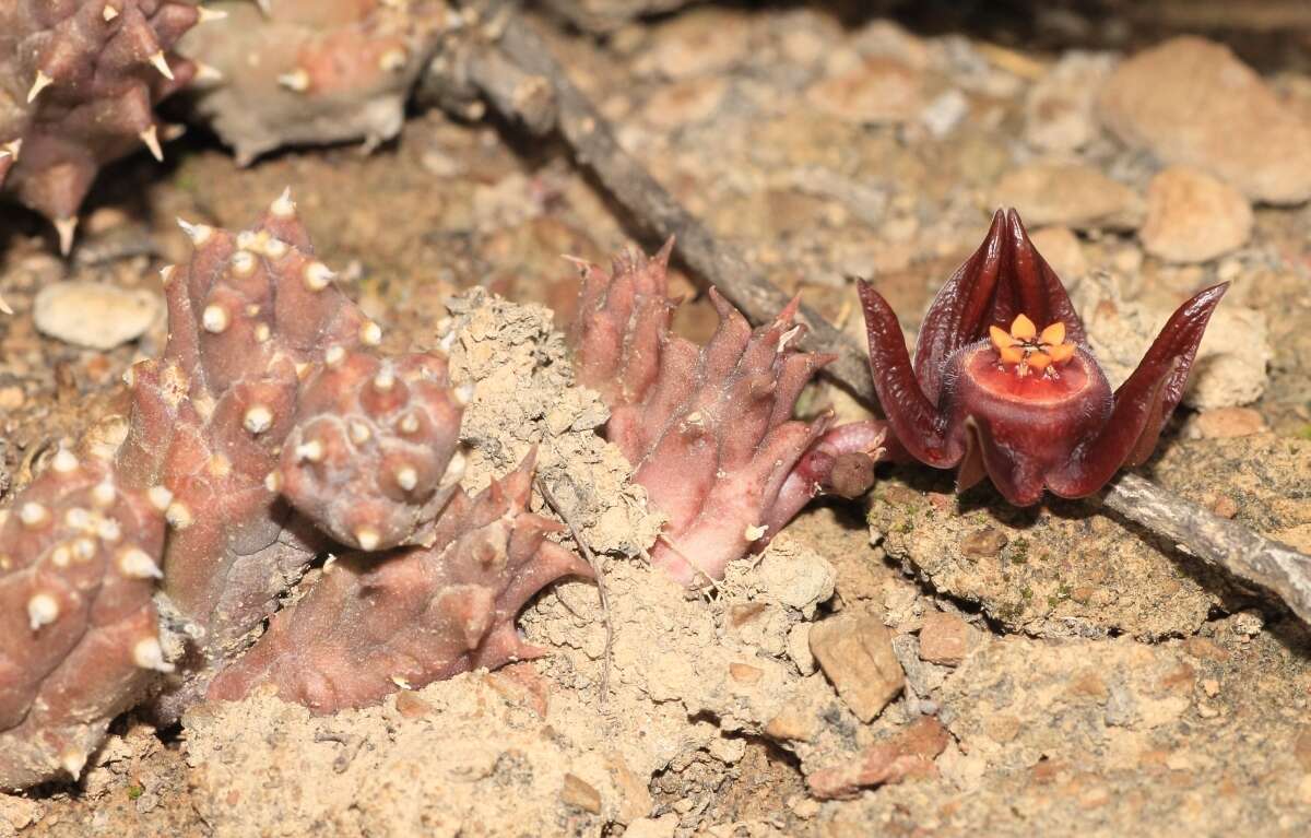 Image de Ceropegia caespitosa subsp. caespitosa