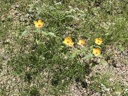 Image of Arizona poppy