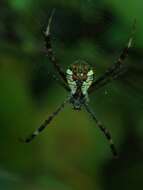 Image of Argiope perforata Schenkel 1963