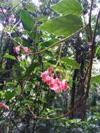 Image of Begonia radicans Vell.