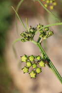 Image of Asclepias praemorsa Schltr.