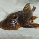 Chaetostoma anale (Fowler 1943) resmi