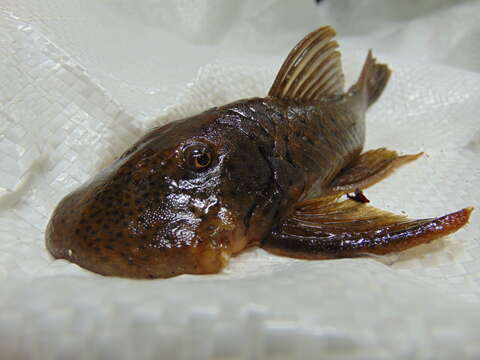 Chaetostoma anale (Fowler 1943) resmi