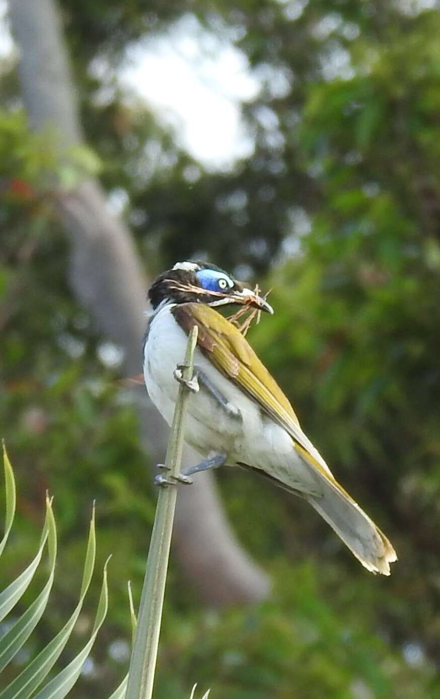 Image of Entomyzon cyanotis cyanotis (Latham 1801)