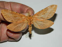 Image of Four-spotted Ghost Moth
