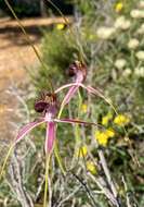 Image of Blushing spider orchid