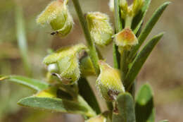 Image of Crotalaria linifolia L. fil.