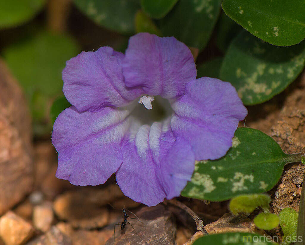 Image of Ruellia insignis Balf. fil.