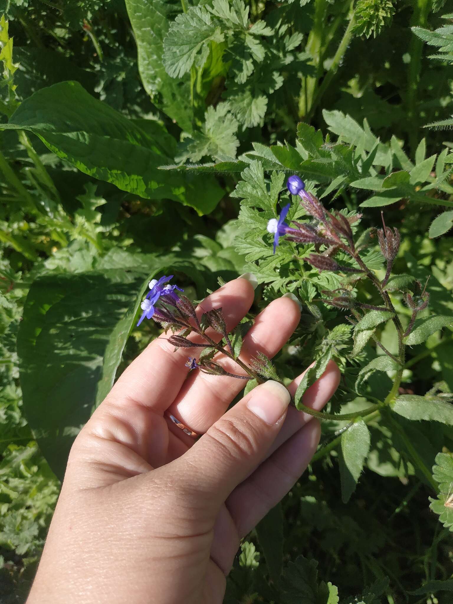 Image of Anchusa thessala Boiss. & Spruner